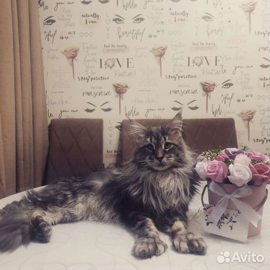 Мейн-кун полидакт вязка