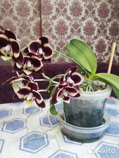 Орхидеи, ук. Чер. Бугенвиллия