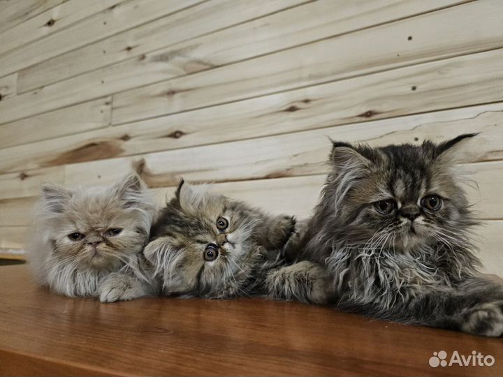 Персидские котята