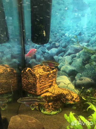 Аквариум с рыбками