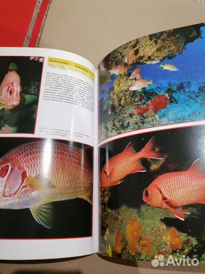 Книга об обитателях Красного моря