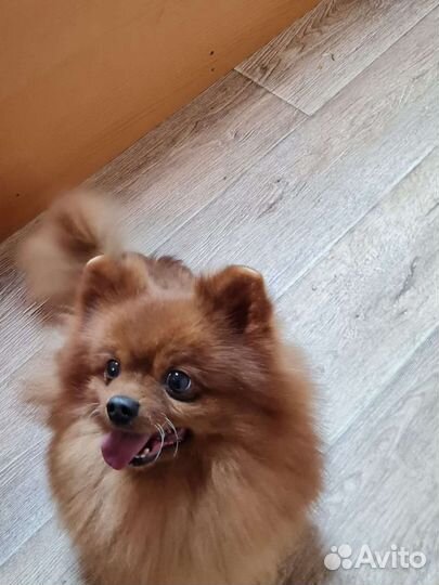 Шпиц взрослая девочка