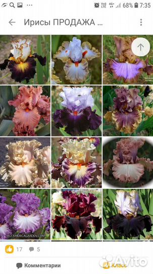 Шикарные Ирисы