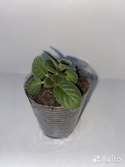 Глоксиния цветущая