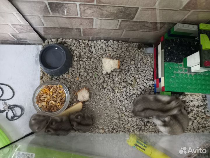 Джунгарский хомяк