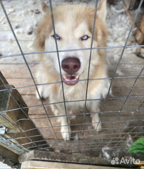 Собака в добрые руки отдам бесплатно