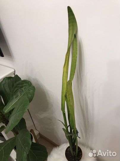 Сансивиерия