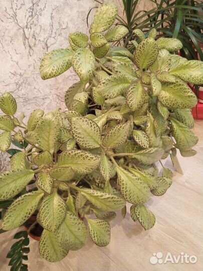 Эписция сорт: silver sheen - серебряный блеск