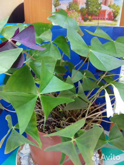 Комнатные цветы Кислица