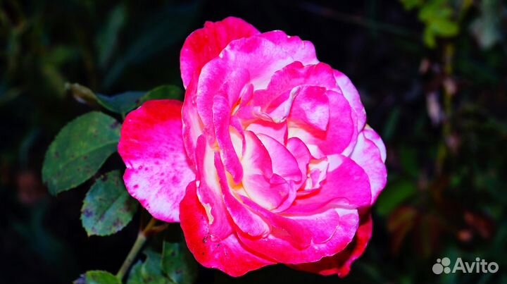 Розы саженцы кусты