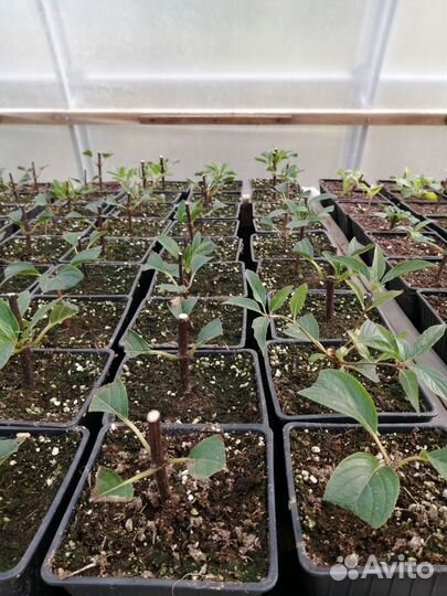 Саженцы гортензии оптом