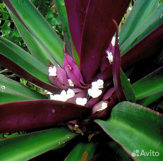 Традесканция - Рео ладья Моисея