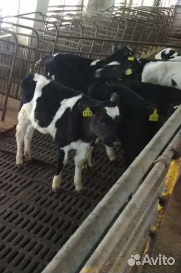 Продаем бычки