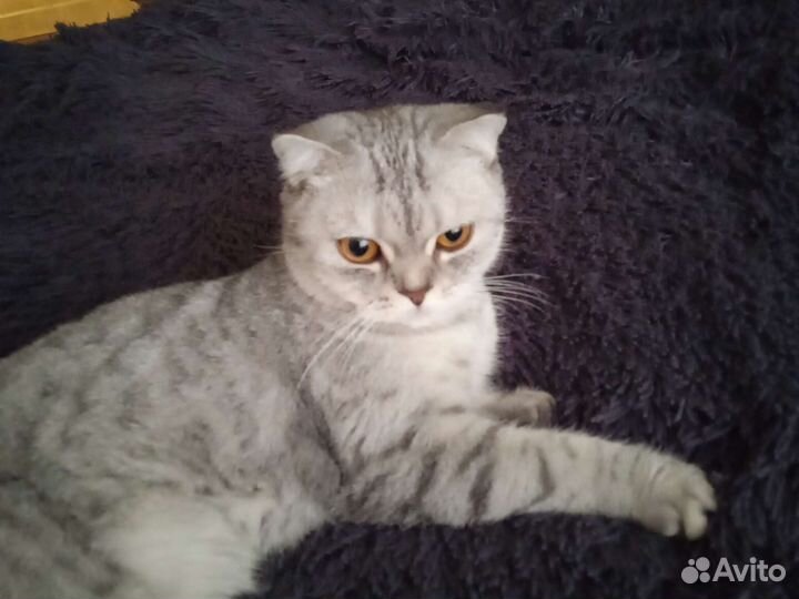 Кошка в дар бесплатно