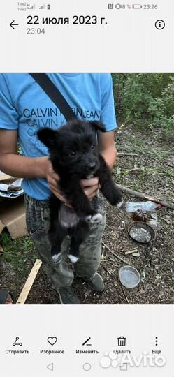 Щенки девочки мелкие 1,5 месяца с доставкой