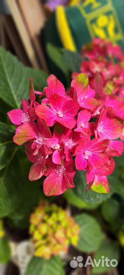 Гортензия крупнолистная черенки