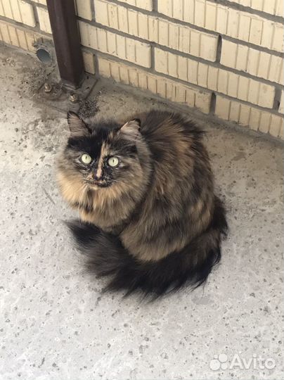 Домашняя кошка