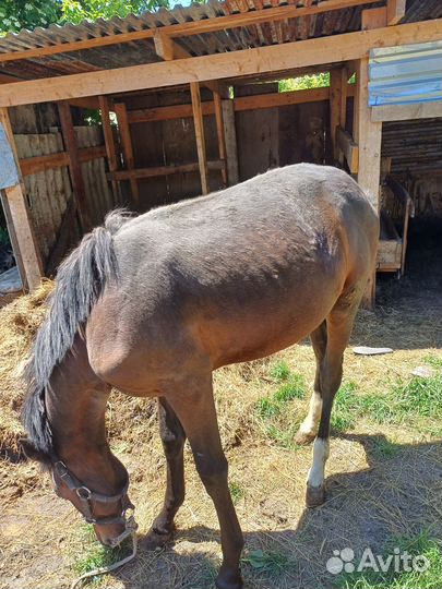 Корова на мясо