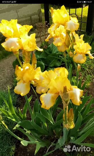 Ирисы бородатые сортовые