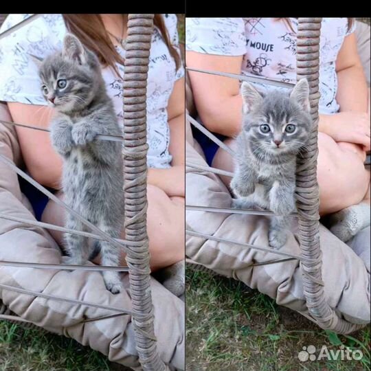 Котенок мальчик