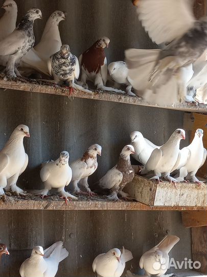 Продажа голубей