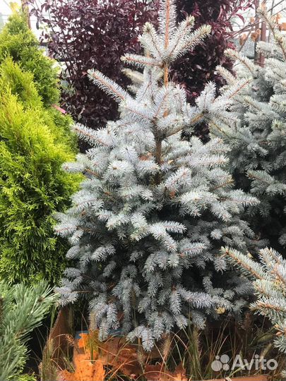 Ель глаука глобоза