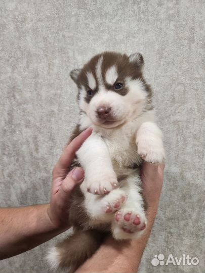 Щенки сибирской Хаски