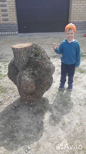 Сувель ольхи