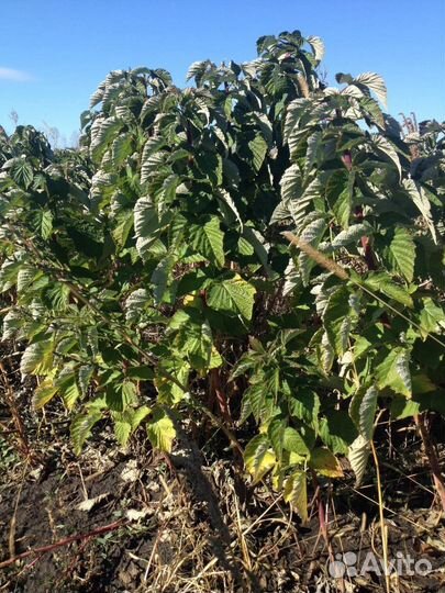 Продам саженцы малины-дерево 