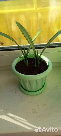 Кливия (детки)