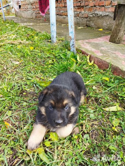 Щенки немецкой овчарки