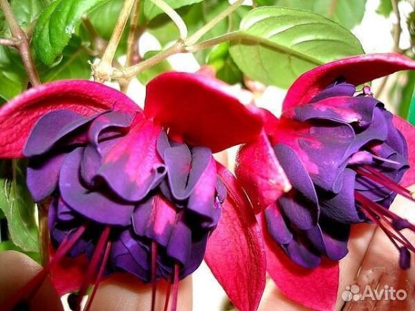 Черенки фуксии