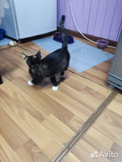 Отдам в добрые руки