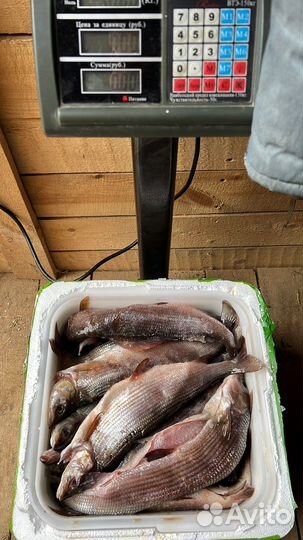 Хариус, пелядь, малосольная свежепойманная