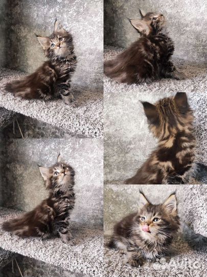Котята мейн-кун