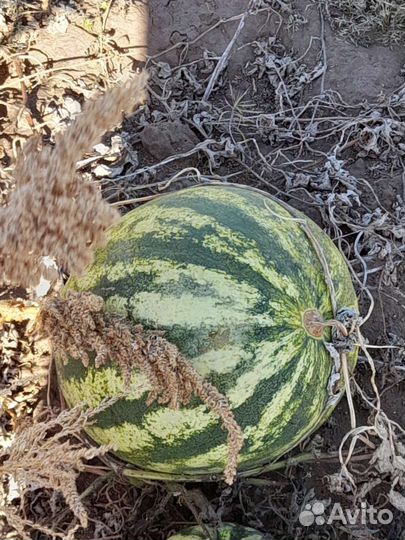 Семена арбуза 