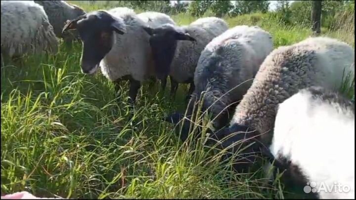 Бараны. Козлики. Козочки