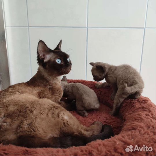 Котята Девон рекс