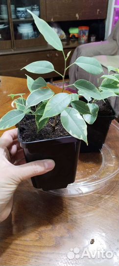 Фикус Бенджамина