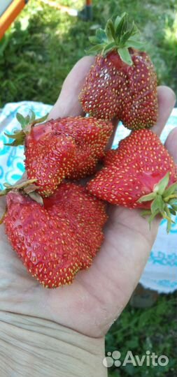 Земклуника Купчиха