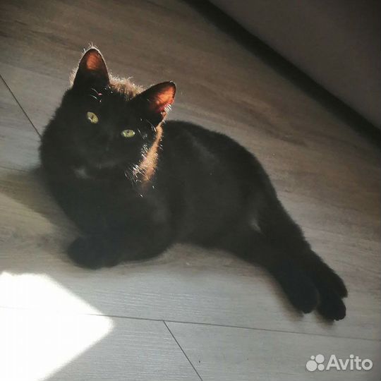 Черная кошечка Тося