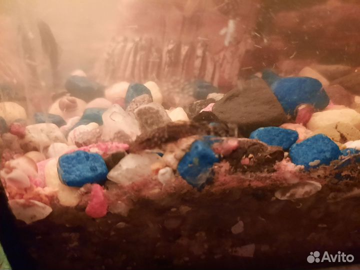 Сомики прилипалы собственного разведения 2 см