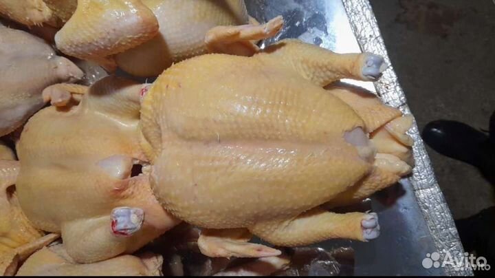 Куры бройлеры