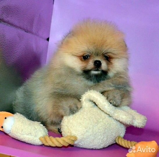 Померанский шпиц,кукольные медвежата с докум. РКФ