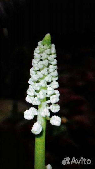 Гиппеаструм,дримиопсис,кроссандра, барлерия