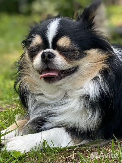 Продается шикарный кобель чихуахуа