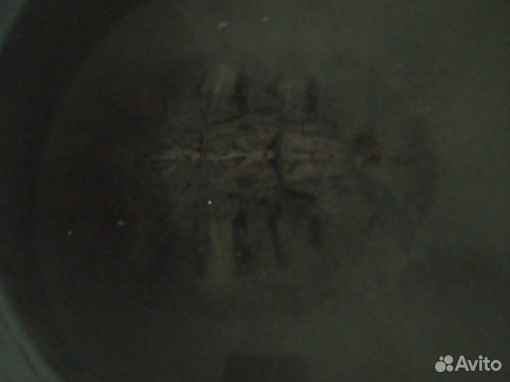 Отдам черепаху