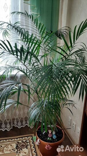 Пальма арека