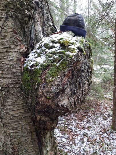 Кап,сувель берёзовый,еловый