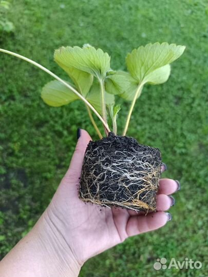 Рассада клубники Азия